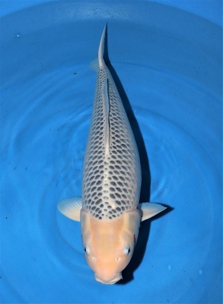 横浜錦鯉 浅黄 新潟県 丸堂養鯉場産 72 メス 訳アリ の落札情報詳細 ヤフオク落札価格情報 オークフリー スマートフォン版