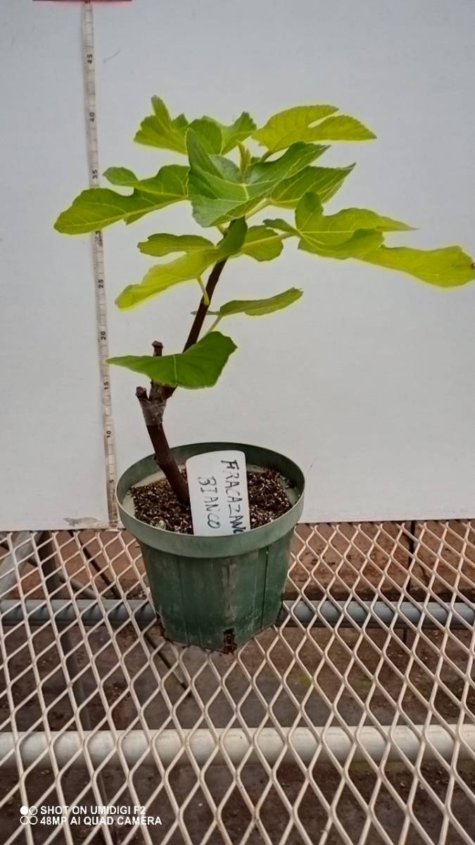 マルティーズ ビューティー（ Maltese Beauty ) No.2 イチジク 苗木