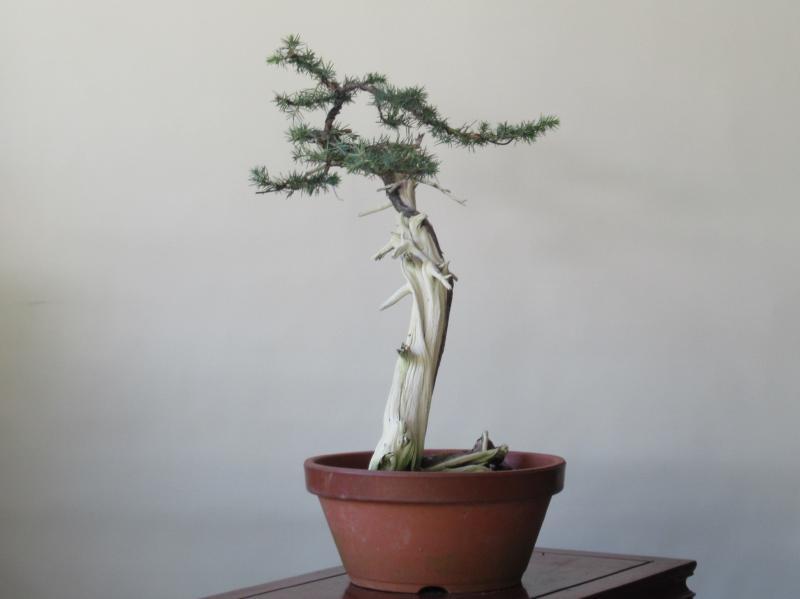 新品】「杜松盆栽」天然ジンシャリ・山採り木/特推奨本格文人木素材
