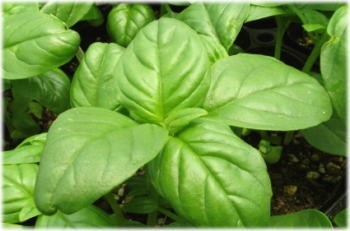 新品 たね ハーブ スペルボジェノバ スイート系 ３５粒 ジェノバソース トマトやパスタに 香り良い の落札情報詳細 ヤフオク落札価格情報 オークフリー スマートフォン版