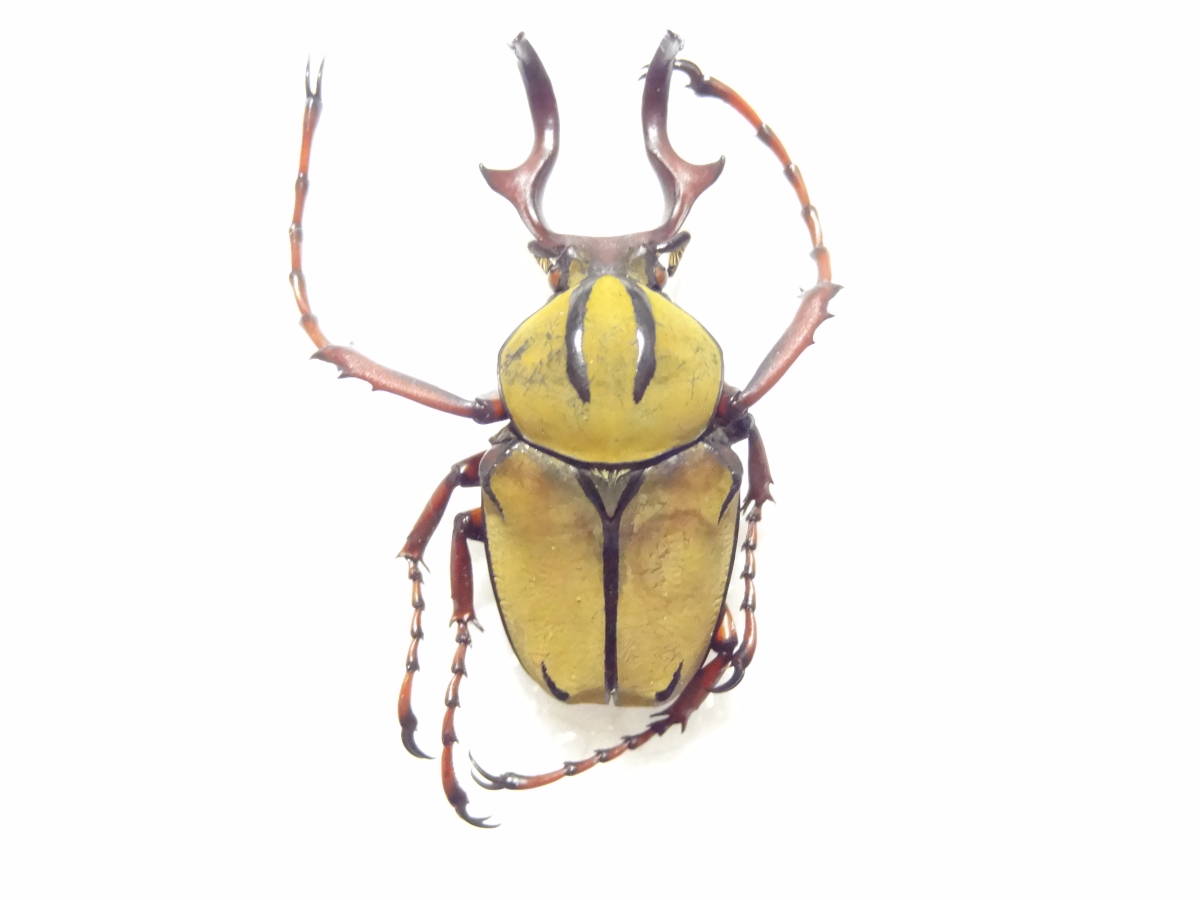 送料210～] ワリックツノハナムグリ 昆虫 標本 カナブン・ハナムグリの