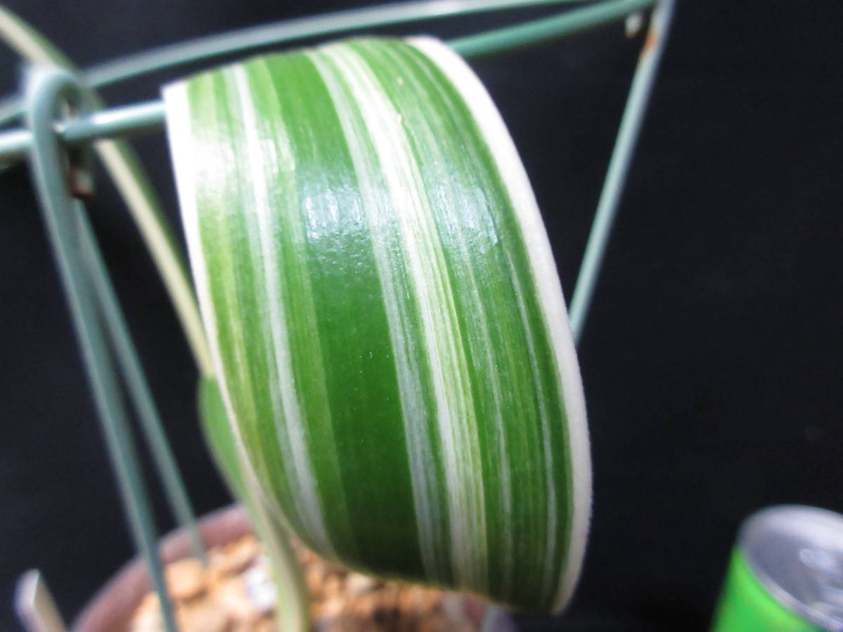 ハエマンサス 斑入り ハエマンサス 斑入り