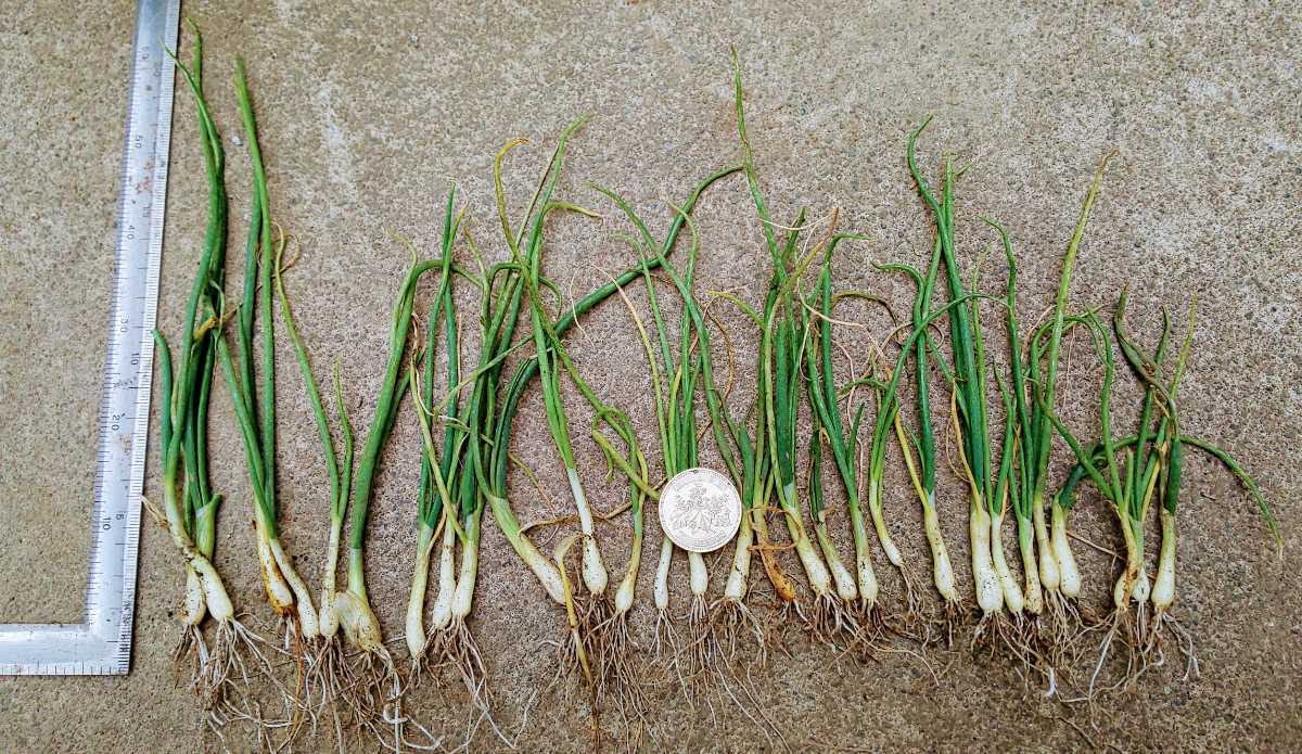Riko様用 淡路島 玉ねぎ苗 ターザン 700本 玉ねぎ苗たまねぎ苗 玉葱苗