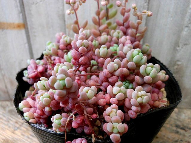 おまとめ セダム♡パープルヘイズ 抜き苗 （セダム♡パープルヘイズ 