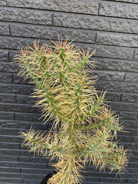 サボテン キリンドロオプンチア ダビシー 希少 金トゲ 大株 発送不可