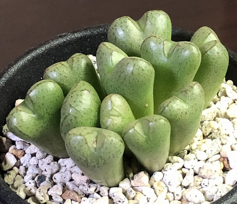 多肉植物 コノフィツム Conophytum x Marnierianum