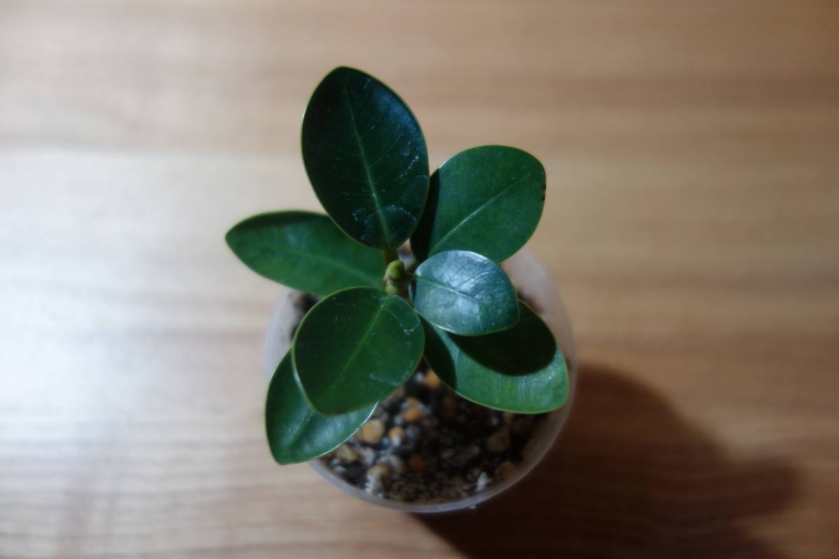 パンダガジュマル ノーム Whirledpies Com