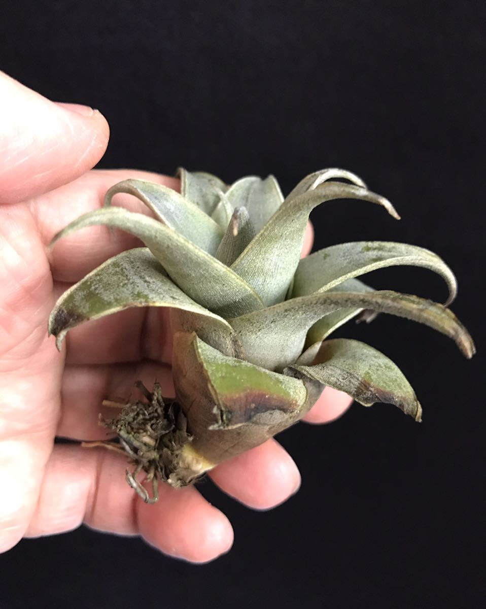 Stigmatodon harrylutheri スティグマトドン ハリールーサリー