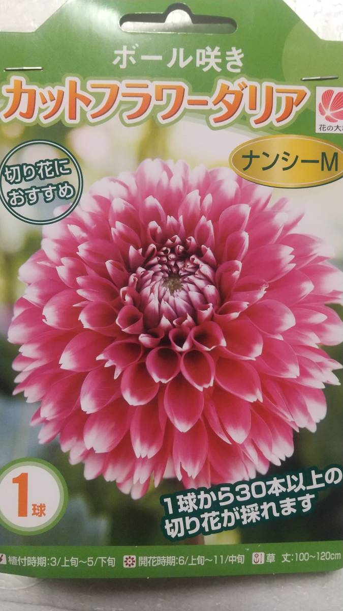 新品 発芽 ナンシーｍ ダリアの大球球根 写真現物 の落札情報詳細 ヤフオク落札価格情報 オークフリー スマートフォン版