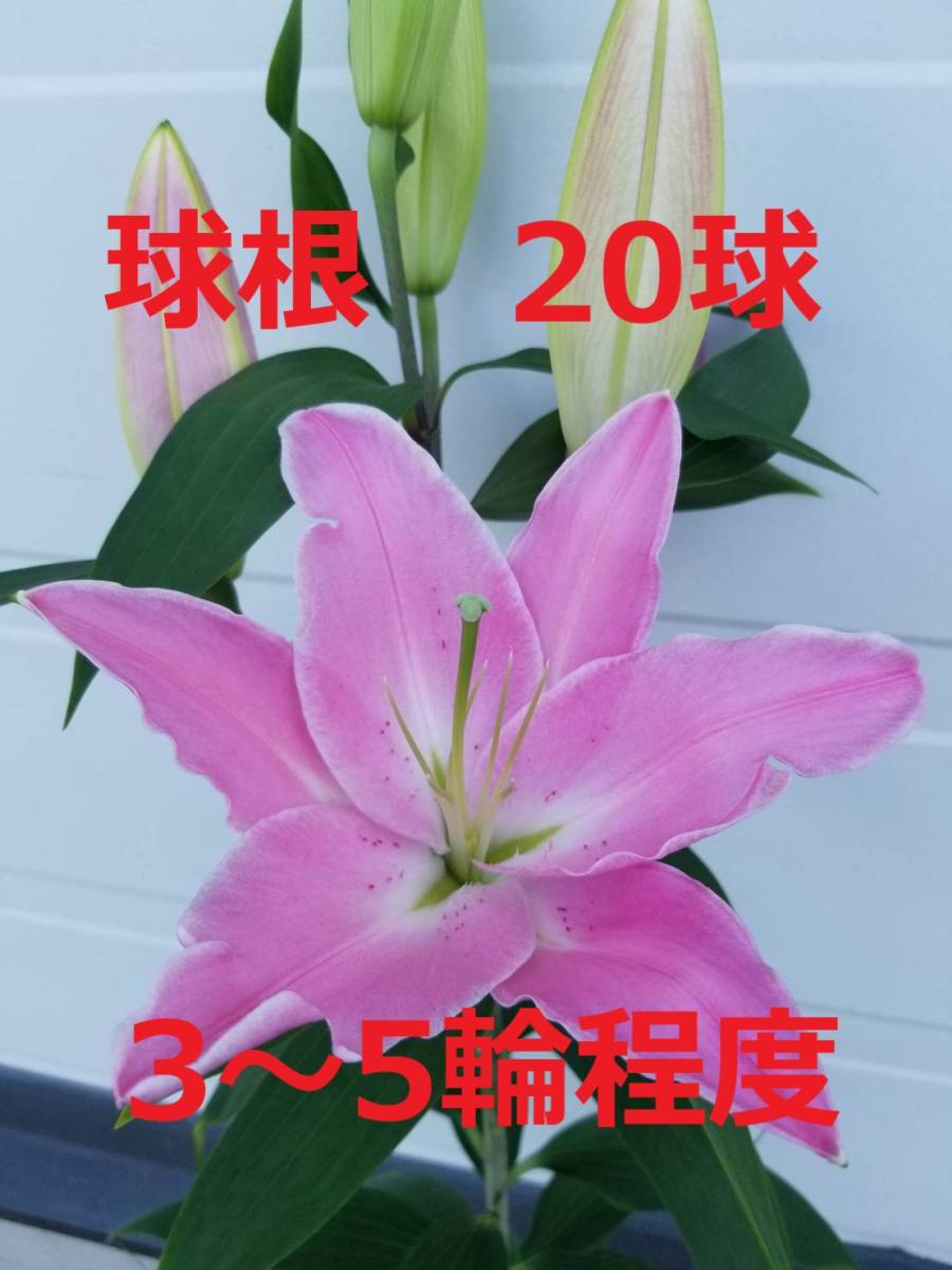 新品 ユリ球根 レクサス 球 蕾の予想3 5輪程度 の落札情報詳細 ヤフオク落札価格情報 オークフリー スマートフォン版 新品 ユリ球根 レクサス 球 蕾の予想3 5輪程度 の落札情報詳細 ヤフオク落札価格情報 オークフリー スマートフォン版