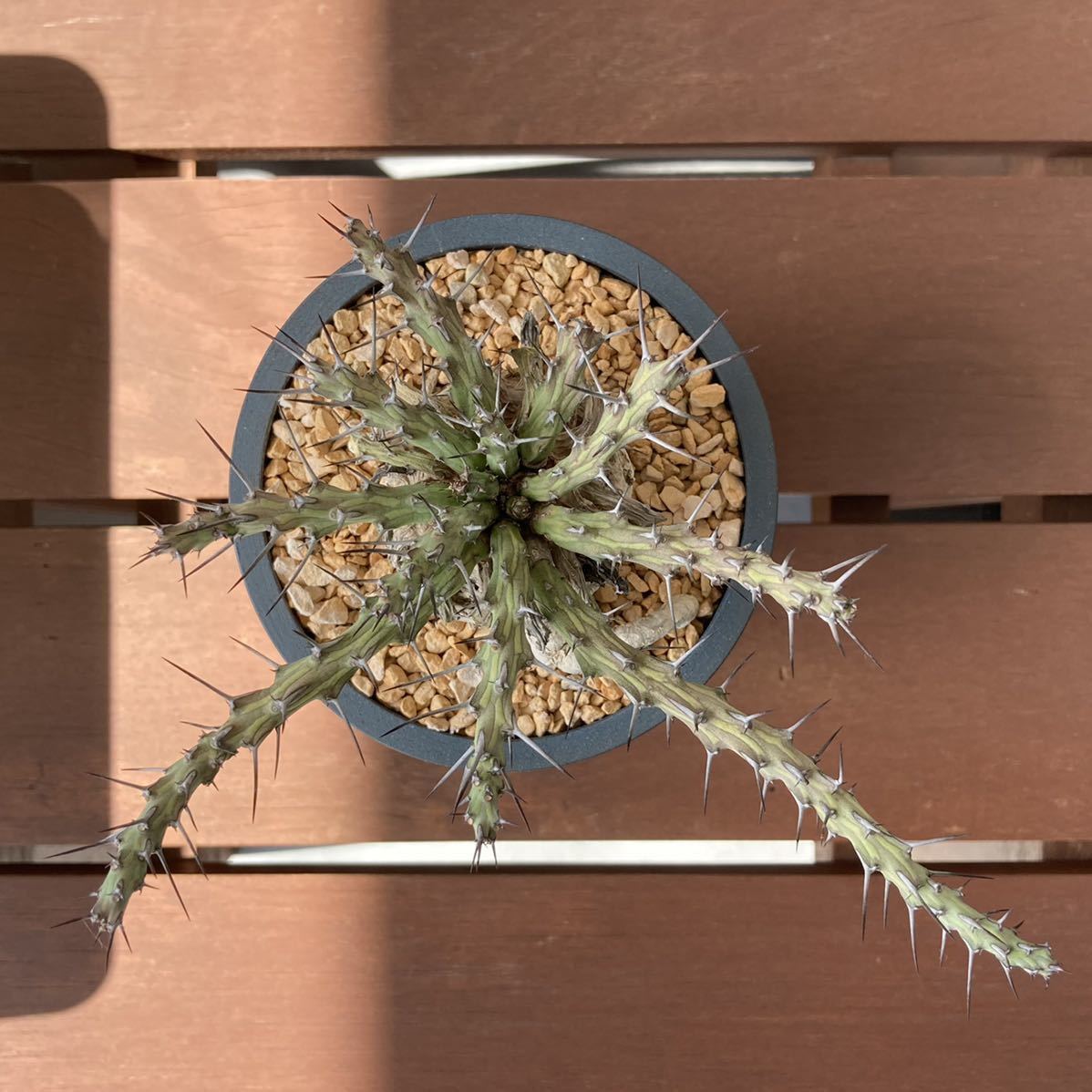 ユーフォルビア シミリラメア Euphorbia similirameaの落札情報