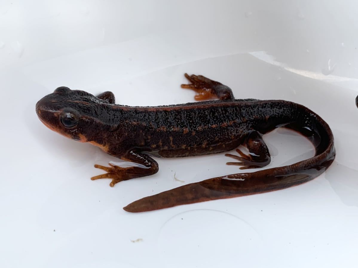 新品 アマミシリケンイモリ ストライプハイカラー6匹セット の落札情報詳細 ヤフオク落札価格情報 オークフリー スマートフォン版