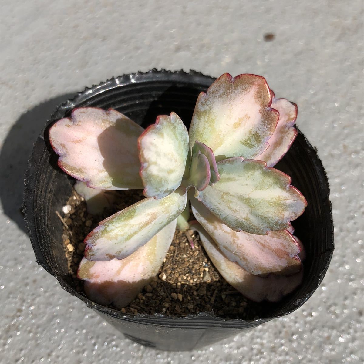 多肉植物 カランコエ属 胡蝶の舞錦 ピンク系 の落札情報詳細 ヤフオク落札価格情報 オークフリー