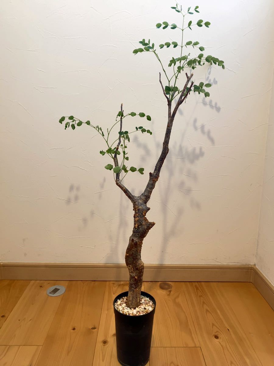 新品】Delonix pumila デロニクス プミラ 灌木 コーデックス 検索