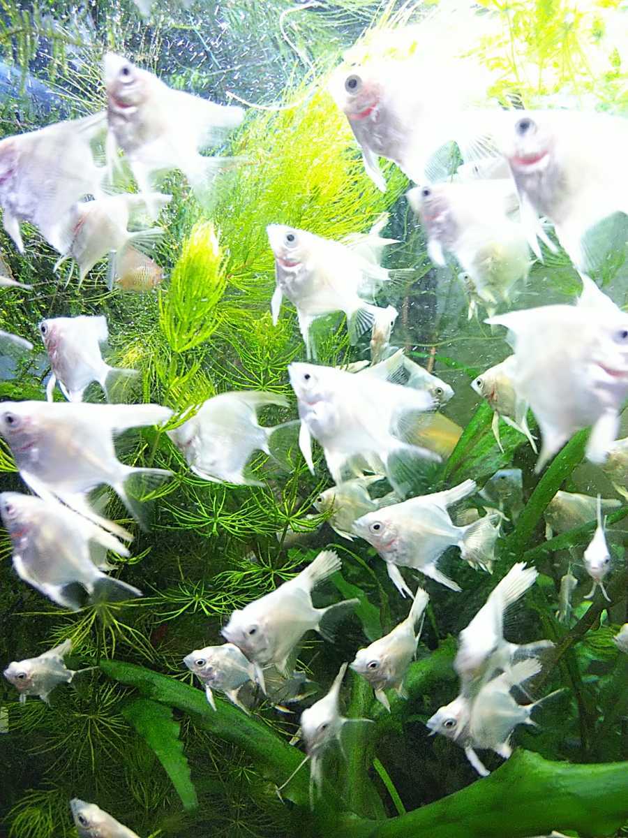 熱帯魚 送料込み プラチナホワイトエンゼルフィッシュ 幼魚10円玉サイズ10匹 A の落札情報詳細 ヤフオク落札価格情報 オークフリー スマートフォン版
