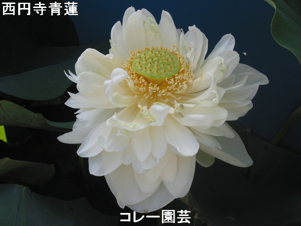 新品 西円寺青蓮 レンコン 蓮 ハス 睡蓮 スイレン 苗 水生植物 花蓮 の落札情報詳細 ヤフオク落札価格情報 オークフリー スマートフォン版