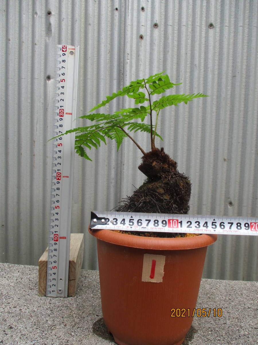 クロヘゴ(オニヘゴ) 新品】クロヘゴ 1 6号鉢 （オニヘゴ） 奄美大島産 シダ植物の落札情報