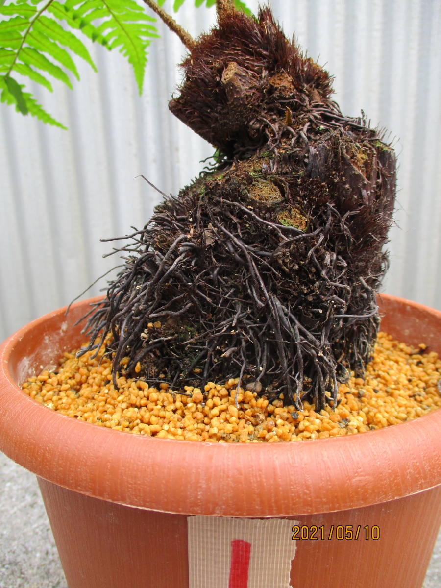 新品】クロヘゴ 1 6号鉢 （オニヘゴ） 奄美大島産 シダ植物の落札情報