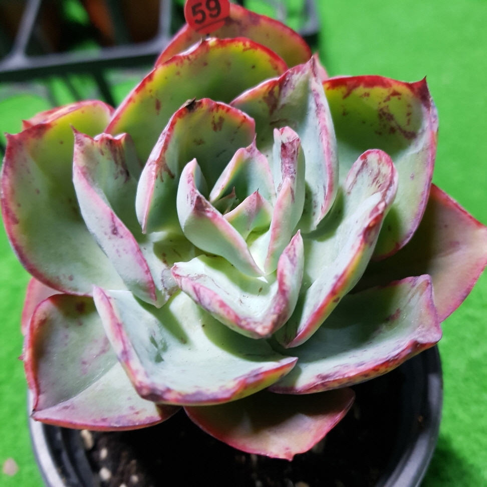 エケベリア ダビンチコード Re0512 259 農園プラティナ 同梱発送 韓国苗 多肉植物 サボテン の落札情報詳細 ヤフオク落札価格情報 オークフリー スマートフォン版