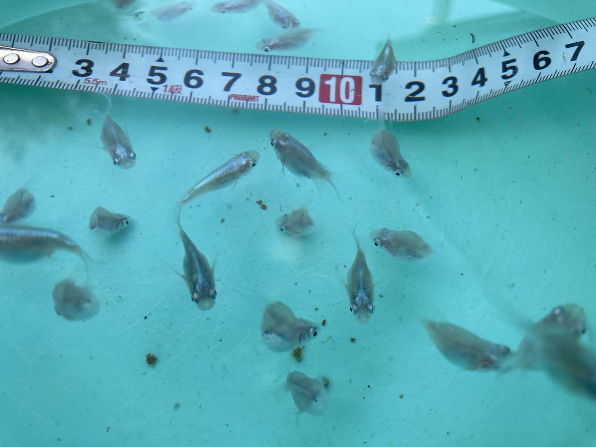 新品 送料込 みゆきダルマメダカ 10匹稚魚大 幹之だるまめだか の落札情報詳細 ヤフオク落札価格情報 オークフリー スマートフォン版