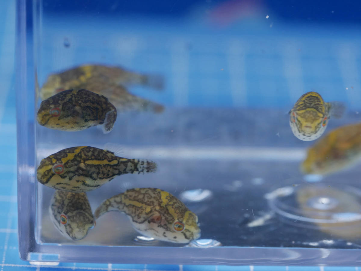 新品 激レア淡水フグ ボルネオアカメフグ 幼魚3匹セット ブリード個体 パファー の落札情報詳細 ヤフオク落札価格情報 オークフリー スマートフォン版