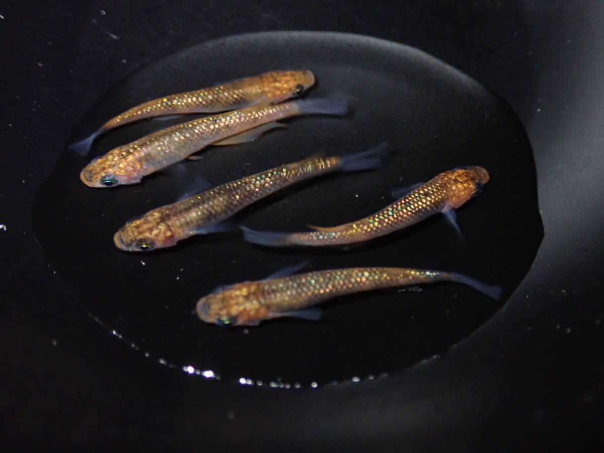 新品 月弓 メダカ 雄5匹 本家血統 の落札情報詳細 ヤフオク落札価格情報 オークフリー スマートフォン版