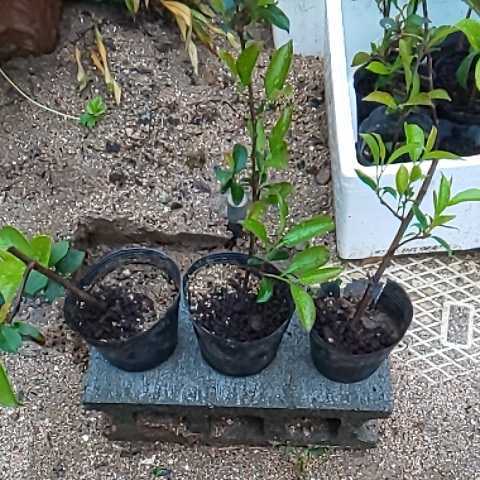 新品 本榊苗木 さかき苗木三本 の落札情報詳細 ヤフオク落札価格情報 オークフリー スマートフォン版