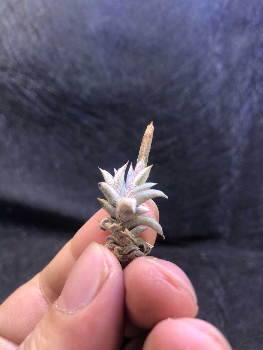 Tillandsia angulosa（現品】チランジア・アングローサ T