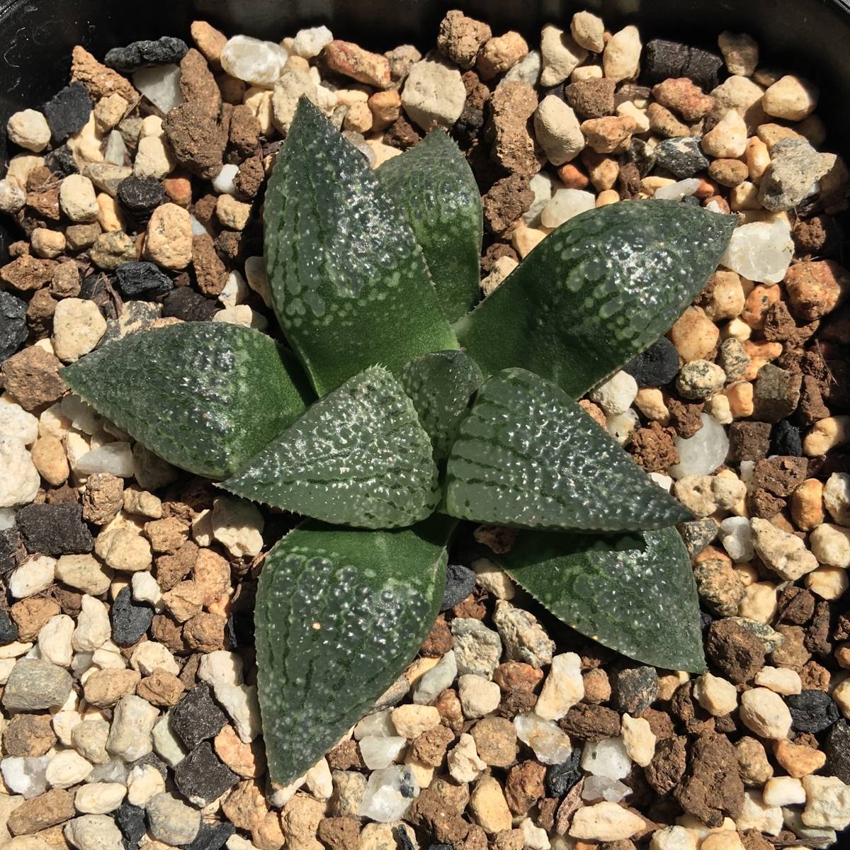 【期間限定】【原種】 ハオルチア H. mcmurtryi GM272 多肉植物 原種】 ハオルチア マクマトリー GM272 斑入り 超希少！多肉植物