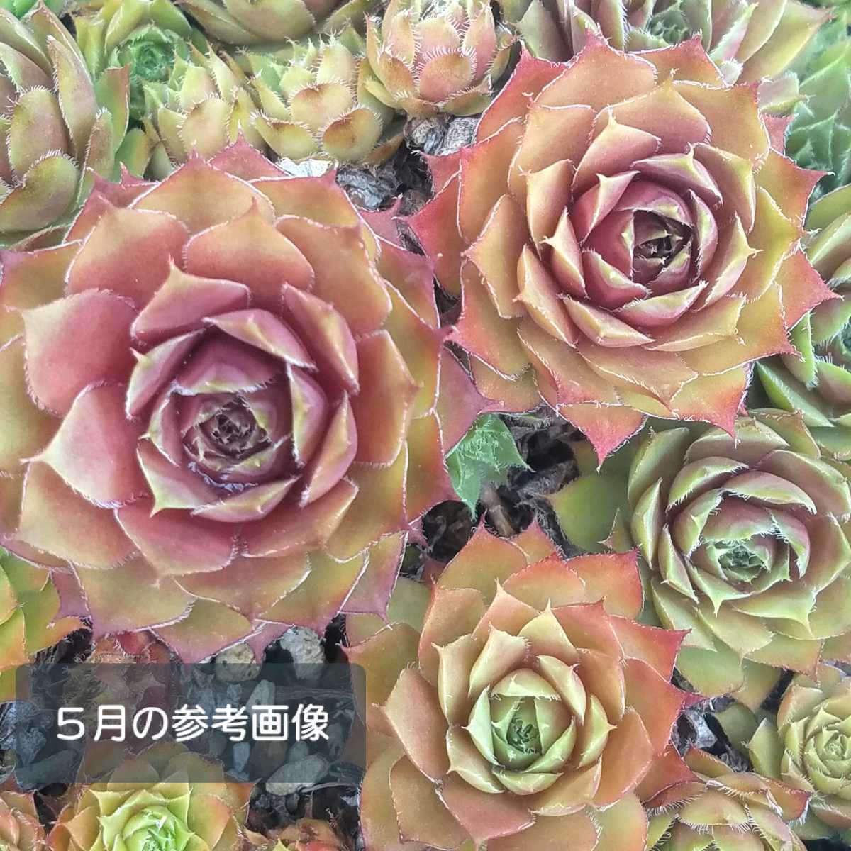 ジュエルケース センペルビウム 多肉植物 カット苗 の落札情報詳細 ヤフオク落札価格情報 オークフリー スマートフォン版