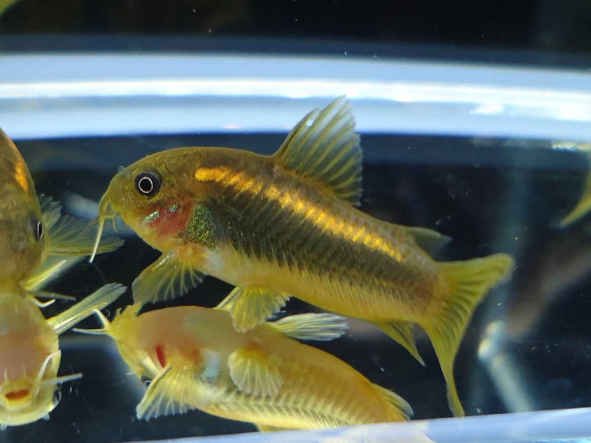 最近30日のコリドラス内カテゴリ オークション落札価格一覧2ページ目 オークフリー スマートフォン版