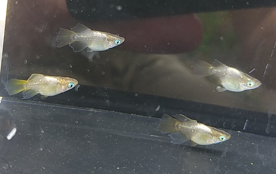 新品 バタフライ ダルマ メダカ 若魚 ２ペア ４匹 Harebare Medaka の落札情報詳細 ヤフオク落札価格情報 オークフリー スマートフォン版