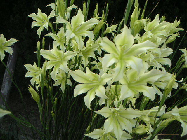 新品 スプリング グラジオラス トリステス サイズ いろいろ １３球とミニ球根です の落札情報詳細 ヤフオク落札価格情報 オークフリー