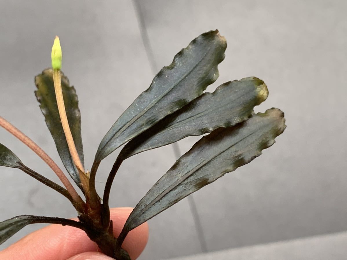 魚用品・水草 正規タグ付き Bucephalandra sp. /