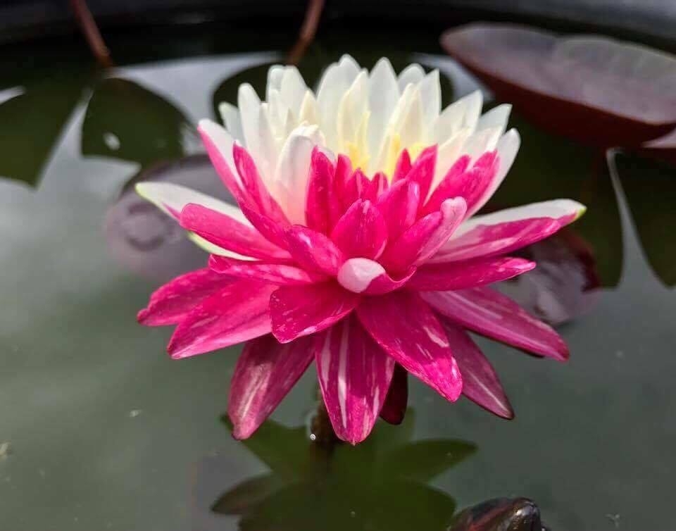 開田屋水園】 熱帯性睡蓮 ピンク・ダイヤモンド （スイレン） 苗 B