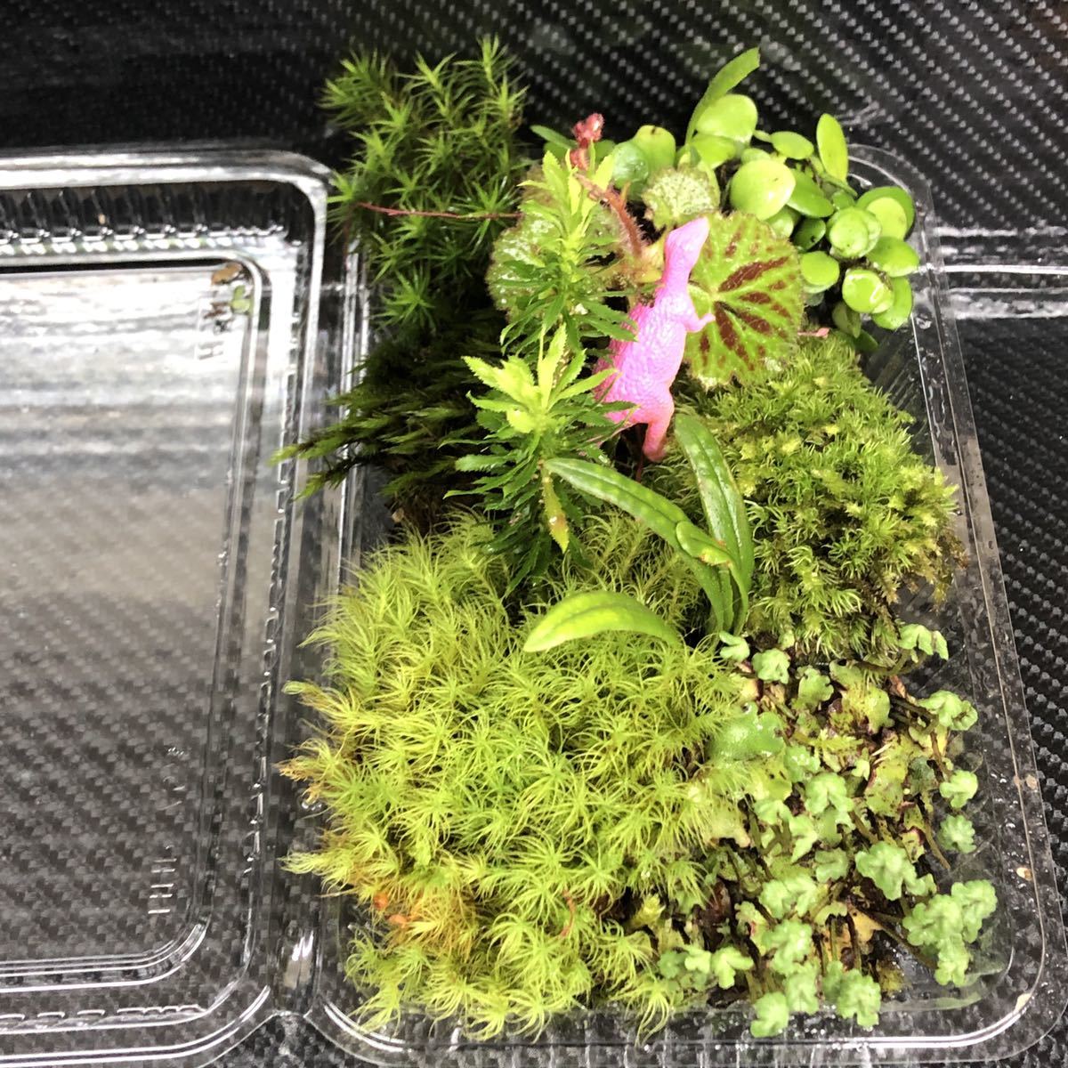 新品 天然苔 こけ 植物詰め合わせ ゼニゴケ スギゴケ フデゴケ ノキシノブ 等 Pk の落札情報詳細 ヤフオク落札価格情報 オークフリー スマートフォン版