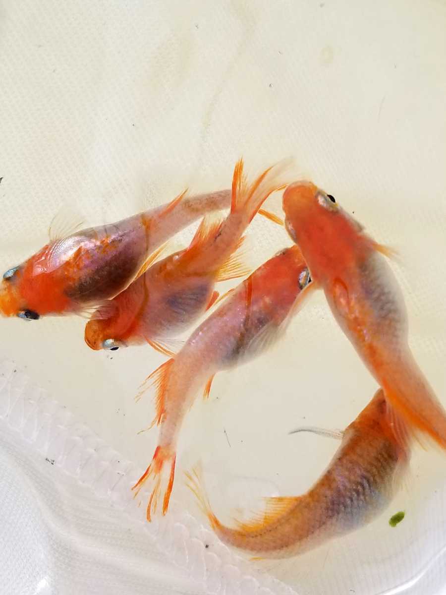 新品 送料無料 紅メダカ受精卵個 A割増 孵化させる方法の説明書付きです トリートメント済みの受精卵を発送します めだかの卵 の落札情報詳細 ヤフオク落札価格情報 オークフリー スマートフォン版