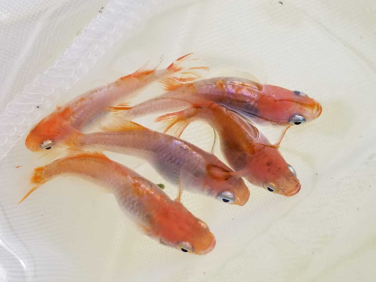 新品 送料無料 紅メダカ受精卵個 A割増 孵化させる方法の説明書付きです トリートメント済みの受精卵を発送します めだかの卵 の落札情報詳細 ヤフオク落札価格情報 オークフリー スマートフォン版
