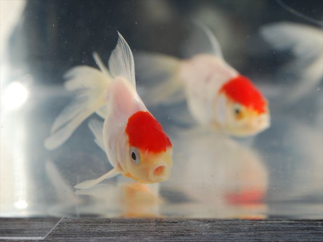 新品 Pure金魚 感謝セール 弥冨 丹頂５匹 お買い得セット 初心者ｏｋ 小さなサイズ 人気の丹頂 小さな水槽もｏｋ の落札情報詳細 ヤフオク落札価格情報 オークフリー スマートフォン版