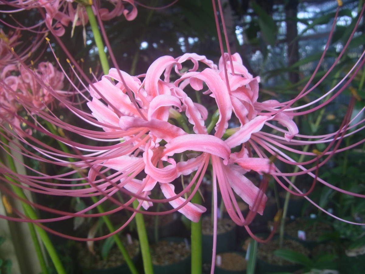 斑入り 縞斑 彼岸花 鉢ごと発送 斑入り 縞斑 彼岸花 鉢ごと発送 Yahoo