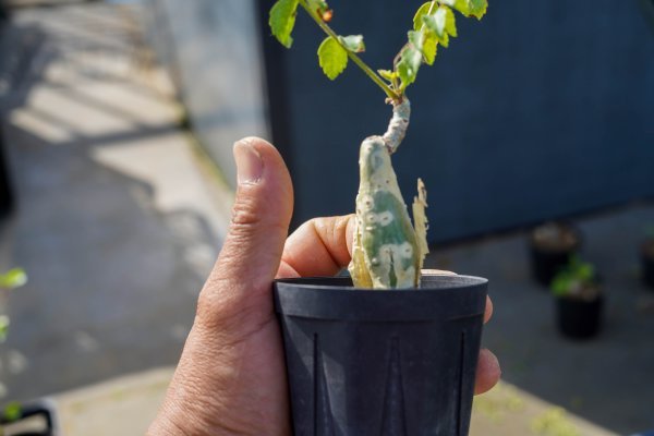 ◎稀少コレクション Commiphora longipedecellata コミフォラ・ロンギ