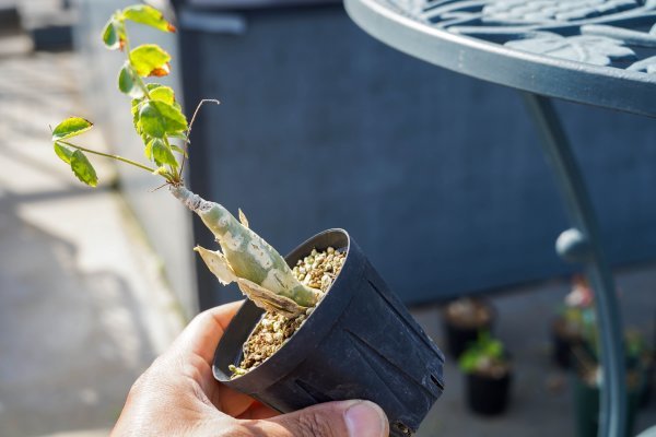 ◎稀少コレクション Commiphora longipedecellata コミフォラ・ロンギ