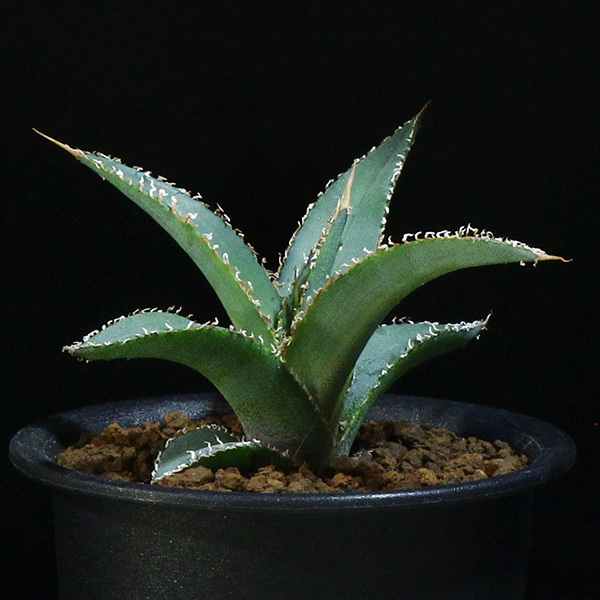 新品】【シャークトゥース】 アガベ メガロドンタ 3号 1 Agave
