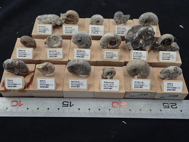 6225 T 化石 アンモナイト まとめ売り 自由研究に 中生代白亜紀 虹色 大きいサイズ含む の落札情報詳細 ヤフオク落札価格情報 オークフリー スマートフォン版