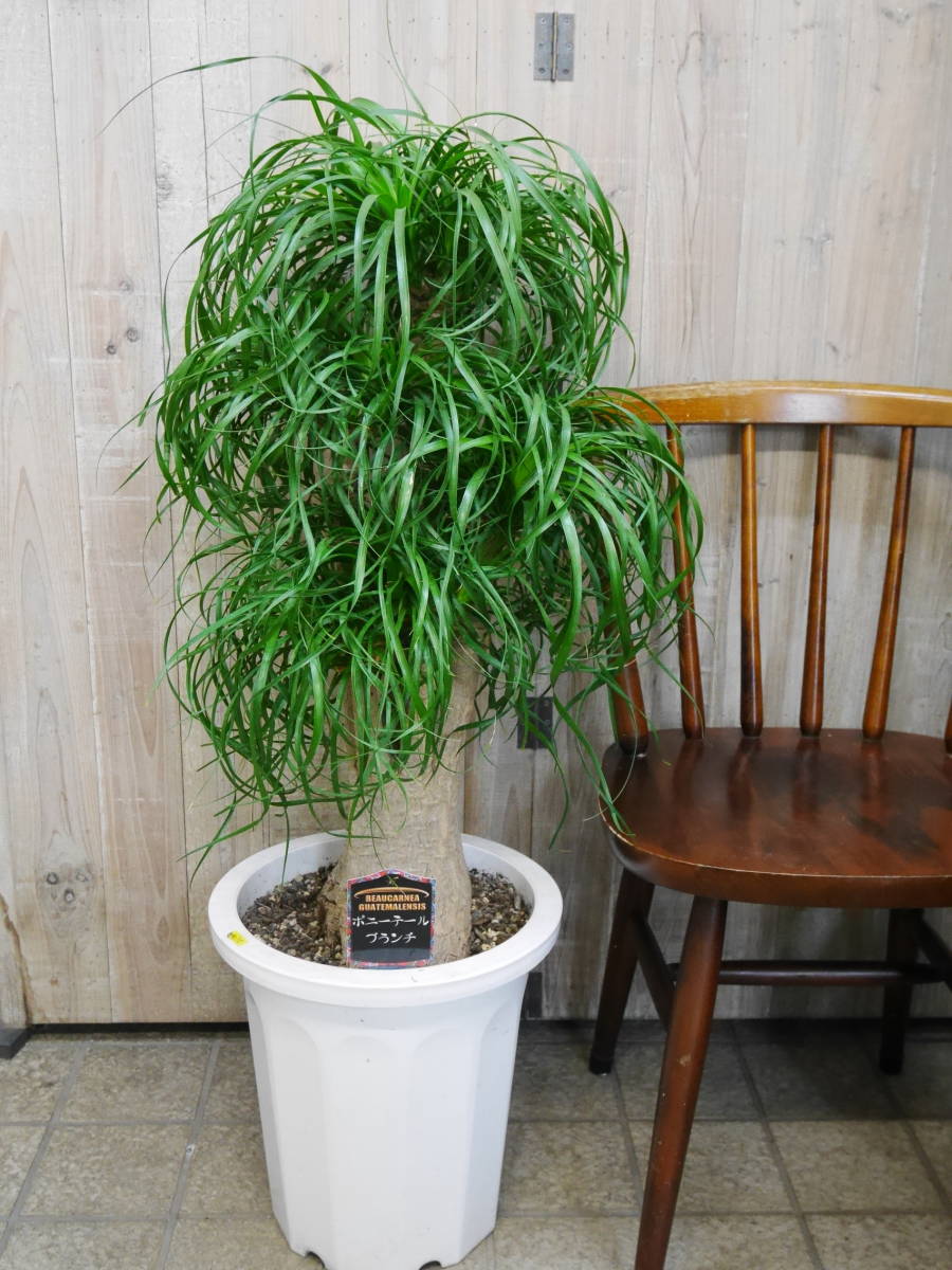 ふるさと割 特大 ポニーテール 観葉植物 その他 Labelians Fr