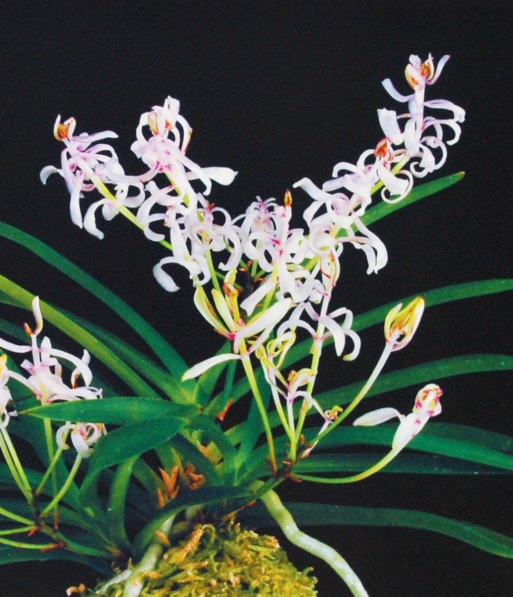 蘭遊園 九華『長寿梅』16本 春蘭 寒蘭 中国蘭 富貴蘭 蘭遊園