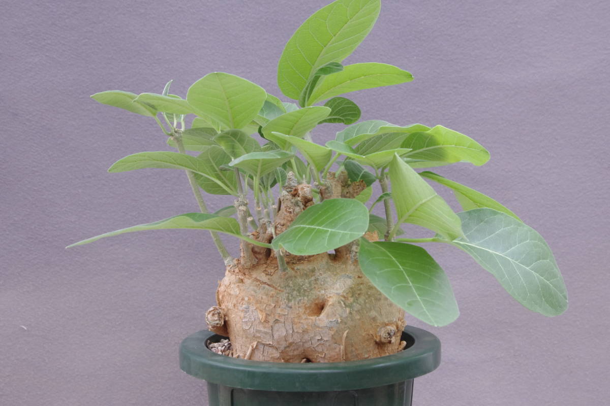 フォッケア ムルチフローラ Fockea multiflora 大株の落札情報詳細