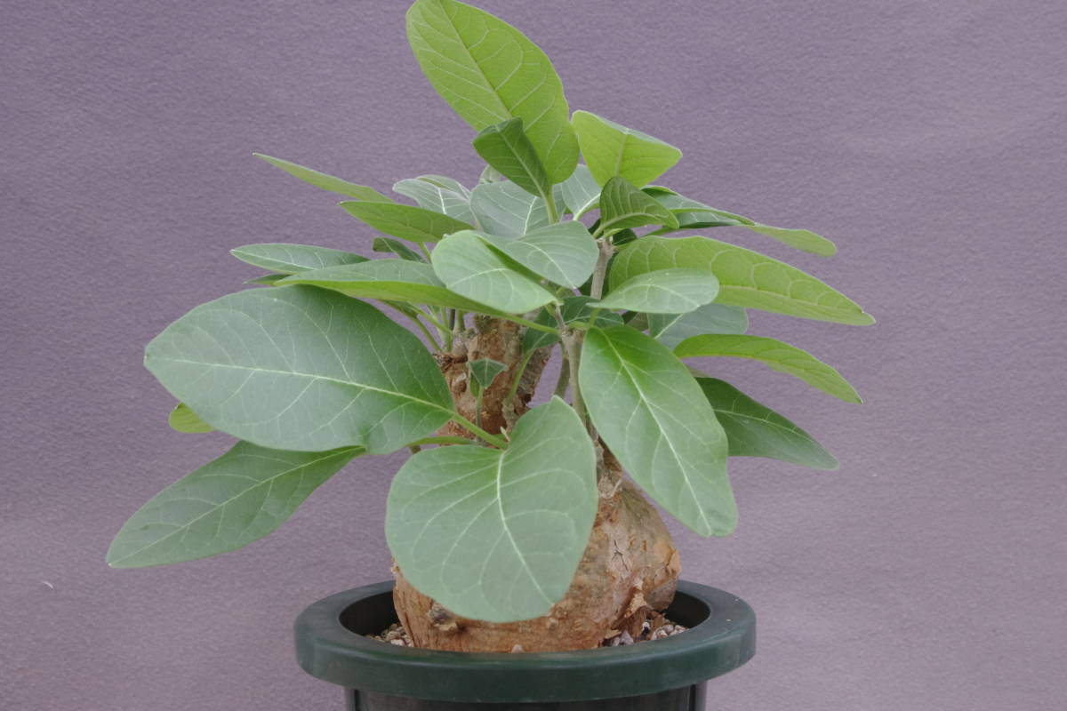 フォッケア ムルチフローラ Fockea multiflora 大株の落札情報詳細