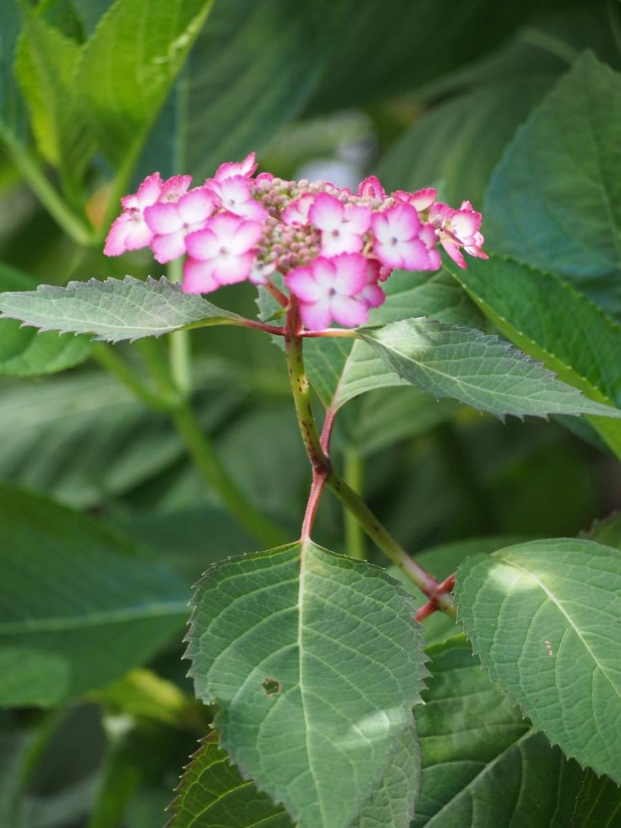 紫陽花の挿し木用の挿し穂 ５本 ヤマアジサイ 桜 の落札情報詳細 ヤフオク落札価格情報 オークフリー スマートフォン版