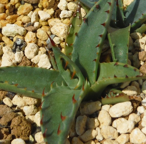 新品】種子 アガベ マッケルベヤナ(アリゾナYavapai産) Agave 5粒/多肉